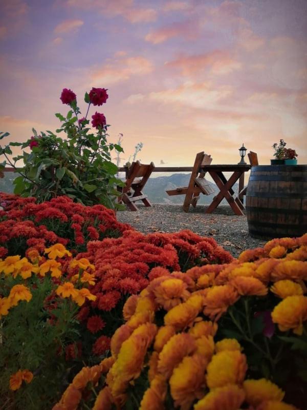 Camp Oaza,Lipa Hotel Cetinje Buitenkant foto